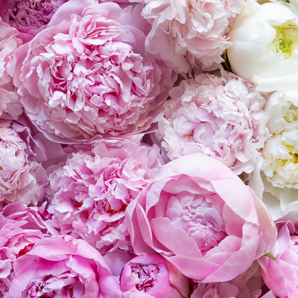 Meet your Posher, Isabelle